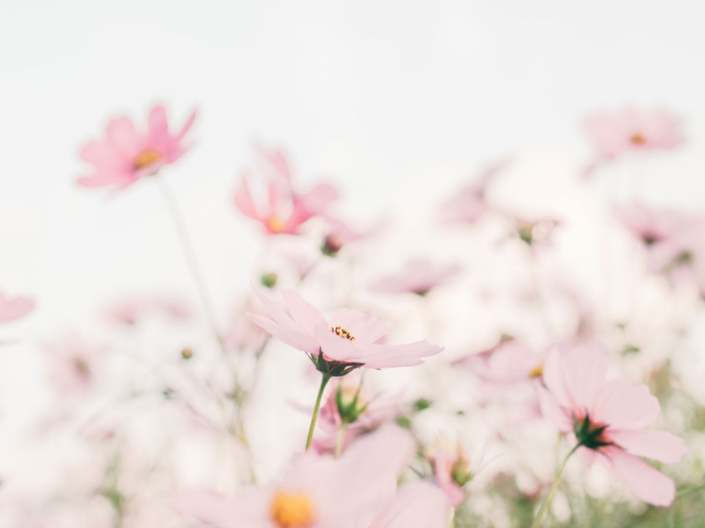 Spring 2 1024x768