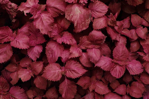 shiso shiso